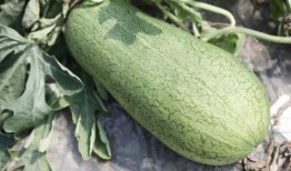 718吃瓜,揭秘娱乐圈最新热点事件