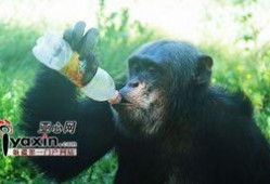 猩猩女人吃瓜,揭秘原始森林中的神秘食瓜传奇