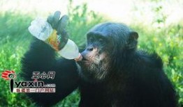 猩猩女人吃瓜,揭秘原始森林中的神秘食瓜传奇