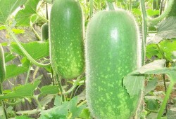 岑岑吃大瓜,揭秘娱乐圈幕后故事