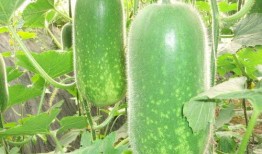 岑岑吃大瓜,揭秘娱乐圈幕后故事