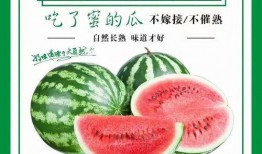 小庞吃瓜化学,吃瓜中的科学奥秘探索