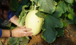 小淘气瓜怎么吃,解锁美味新体验