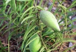 苦瓢瓜可以吃吗