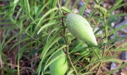 苦瓢瓜可以吃吗