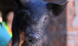 吃瓜的黑猪,揭秘猪界“网红”的日常趣事