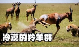 道具吃瓜羊羊,揭秘神秘道具背后的神奇力量