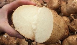 吃瓜吃土都是什么意思,揭秘网络流行语的深层含义