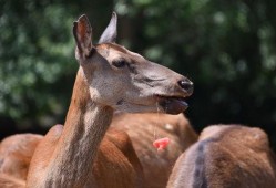 夏天鸟类吃瓜,探寻鸟类与夏瓜的奇妙缘分