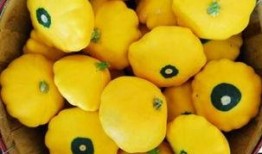 澳洲飞碟瓜怎么吃,澳洲飞碟瓜的多样食法探索