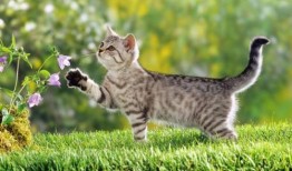 带你吃瓜关于猫