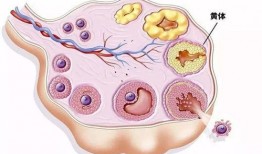 吃瓜黄体破裂,黄体破裂的惊险瞬间