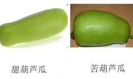 葫芦瓜可以吃吗怎么吃,葫芦瓜的食用方法与美味佳肴