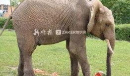 吃瓜达人达达象