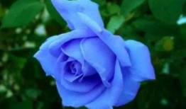 瓜哥吃瓜蓝色妖姬视频