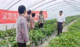 沭阳人吃瓜现象,探寻当地独特的“吃瓜文化”现象