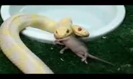 变异老鼠吃瓜,瓜田里的神秘探险