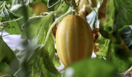 快乐吃瓜精选,揭秘娱乐圈幕后故事，带你领略明星真实生活