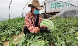 吃瓜群众享口福,揭秘美食盛宴背后的故事