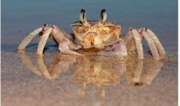 螃蟹吃瓜小舞蹈,萌动夏日欢乐时光