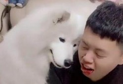 三只狼吃瓜,三只狼的瓜田奇遇记