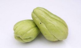 吃佛手瓜拉肚子,一尝美味竟引发腹泻之谜