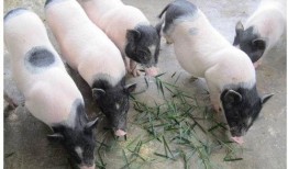 香猪吃蜜瓜,甜蜜邂逅，共享自然美味