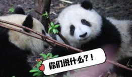 润玥爬树吃瓜,爬树摘瓜，童年的快乐时光