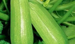 wxm吃瓜,揭秘wxm吃瓜背后的故事与真相