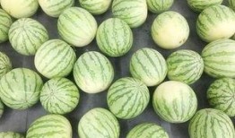 吃瓜真实瞬间,揭秘吃瓜那一刻的惊喜瞬间