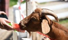 夏天鸟类吃瓜,探寻鸟类与夏瓜的奇妙缘分