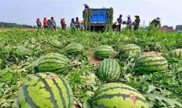 邯郸河北铺吃瓜视频