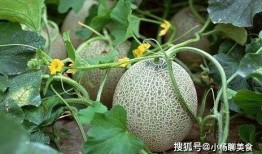 哈密瓜怎么吃对心脏好,天然心脏守护者