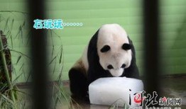 带你吃瓜解说熊猫