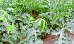 街溜子吃瓜,揭秘娱乐圈幕后风云