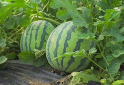 南京工程吃瓜视频,揭秘校园生活趣味瞬间