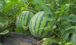 南京工程吃瓜视频,揭秘校园生活趣味瞬间