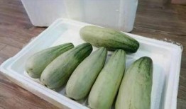 tly吃鸭子什么瓜