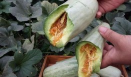 小白瓜孕妇可以吃吗,小白瓜的营养价值与适宜食用建议