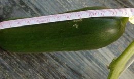 小瓜很会吃,解锁味蕾的无限可能