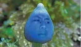 吃瓜船 寸头,揭秘娱乐圈的时尚潮流与人物故事