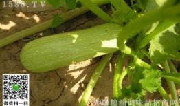 角瓜土豆一起吃,营养互补的佳肴盛宴