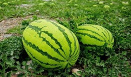 岑岑吃大瓜,揭秘娱乐圈幕后故事