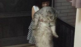 趴窗边吃瓜,揭秘趴窗边吃瓜的独特魅力