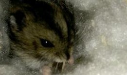 只吃瓜仔的瓜仔能吃吗