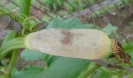 怀孕吃羊角瓜行吗,羊角瓜在孕期食用是否适宜？