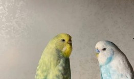 虎皮鹦鹉吃蜜瓜,虎皮鹦鹉的甜蜜美食之旅