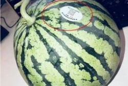 网红宿舍吃瓜,宿舍生活背后的趣味与争议