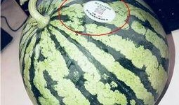 网红宿舍吃瓜,宿舍生活背后的趣味与争议