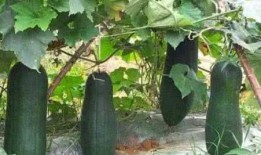 带你吃瓜树屋,揭秘网络红人的神秘生活